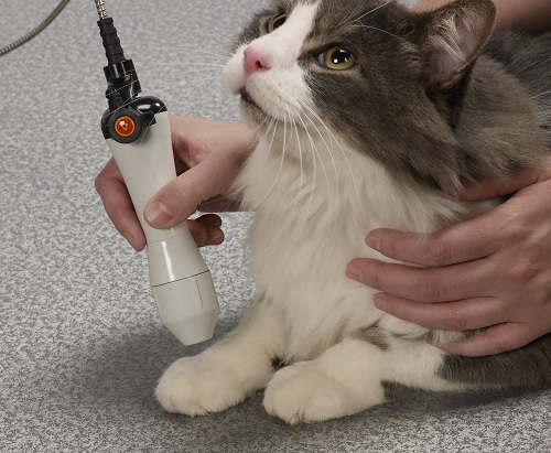 Therapeutic Laser (Cold Laser)  Windmill Animal Hospital